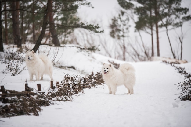 Dwa Białe Samojedy Biegną Zimą Po śniegu Na Zewnątrz
