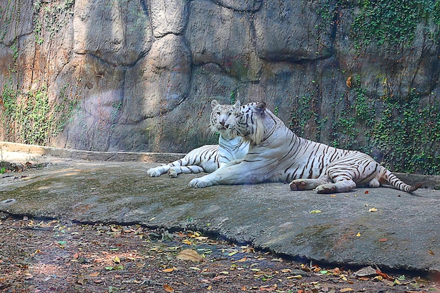 Dwa białego Tygrysa odpoczywa w zoo