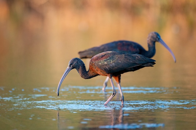 Dwa błyszczący ibis (Plegadis falcinellus) na pięknym tle