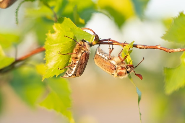 Dwa brązowe chrząszcze majowe zjadają liście młodej brzozy.
