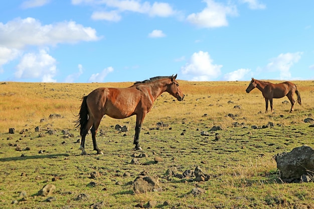 Dwa brązowe dzikie konie odpoczywają na łące Wyspy Wielkanocnej Chile