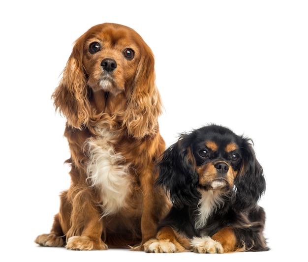 Dwa Cavalier King Charles Spaniel siedzi i kłama odizolowywających na bielu