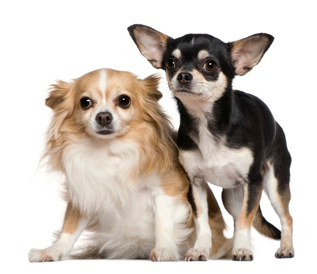 Dwa Chihuahua, 6 i 2 lata, przed białą ścianą