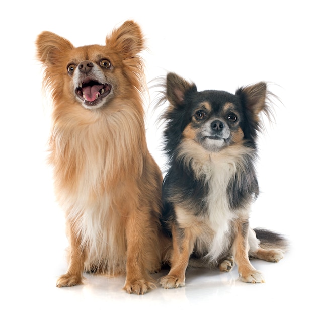 dwa chihuahua
