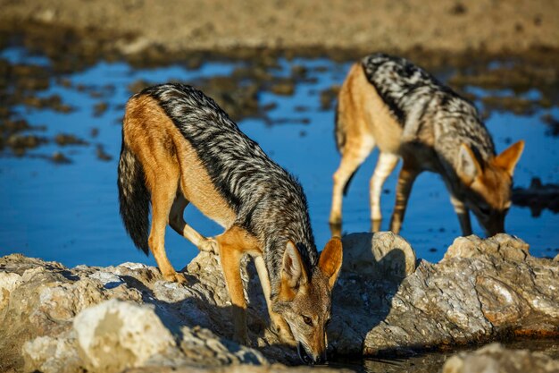 Zdjęcie dwa czarne szakali przy studni w parku transgranicznym kgalagadi w południowej afryce gatunek canis mesomelas z rodziny canidae