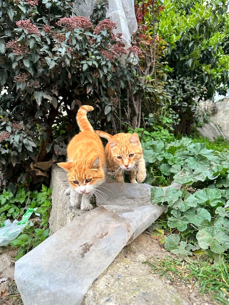 dwa czerwone kocięta na zewnątrz
