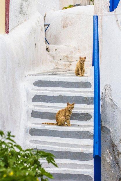 Dwa czerwone koty siedzące na białych schodach w pobliżu domu w wiosce Akrotiri, Santorini, Grecja