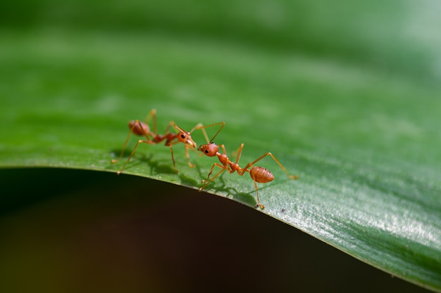 Dwa czerwonej mrówki na zielonym liściu