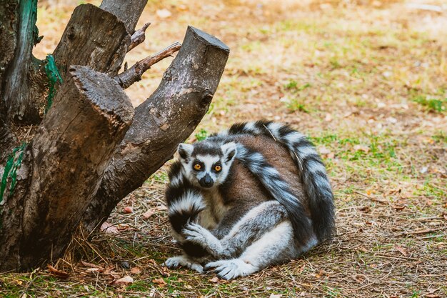 Dwa dorosłe futrzane lemury przytulają się w zoo