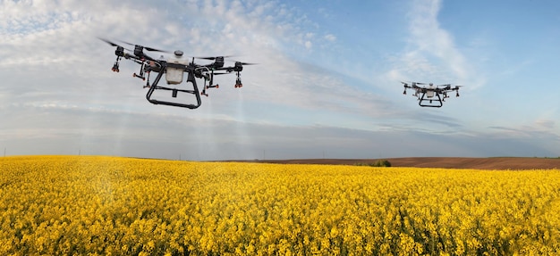 Dwa drony opryskują żółte pole rzepaku przeciwko szkodnikom na pochmurnym niebie Stosowanie Zzr przez drony Obróbka punktowa w fazie pączkowania