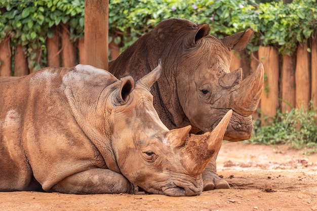 Dwa duże nosorożce w zoo