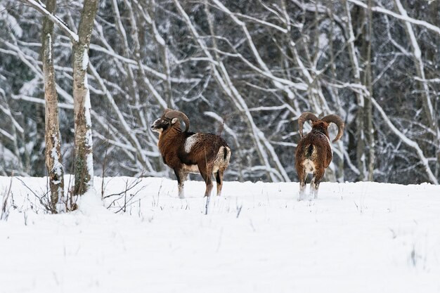 Dwa dzikie muflony europejskie (amon Ovis) w zimowym polu. Argali lub owca górska (gatunek Ovis ammon) to dzika owca. Selektywne skupienie