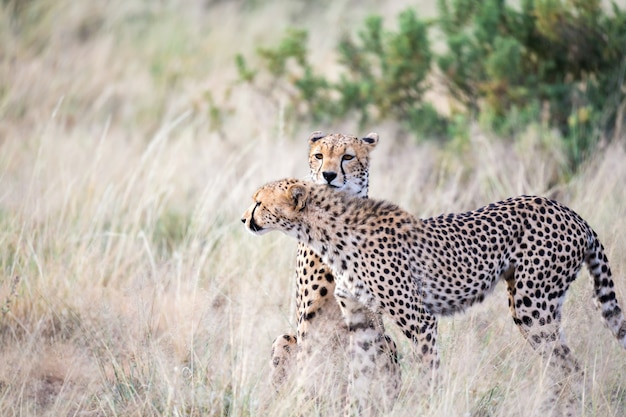Dwa gepardy czyszczą sobie futro w wysokiej trawie