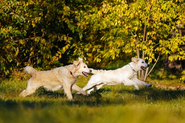 Dwa golden retrievery bawią się biegając ze sobą w jesiennym parku