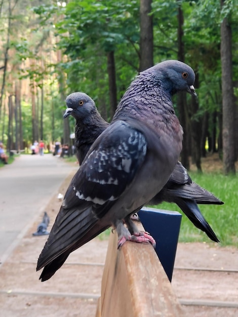Dwa gołębie jeden po drugim na ławce w parku Tło jest rozmazane