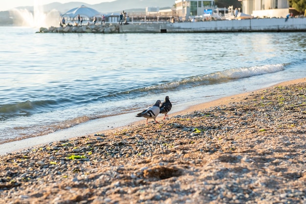 Dwa gołębie na kamienistej plaży w pobliżu morza z falami kopiują przestrzeń