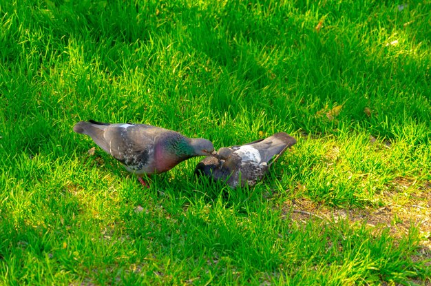 Dwa gołębie w zielonej trawie w letni dzień.