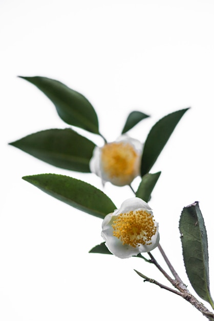 Dwa herbaciane kwiaty i liście na białym tle