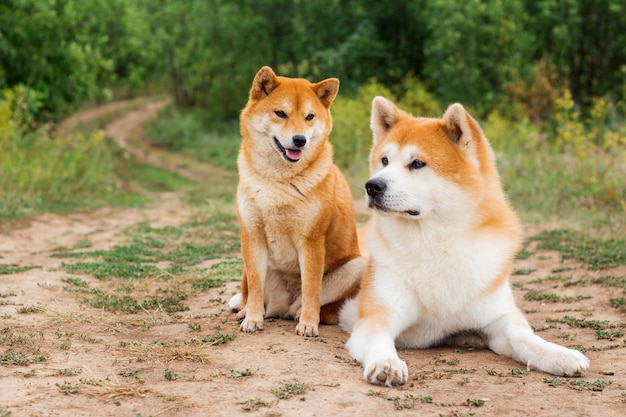 Dwa japońskie psy Akita inu i Shiba inu