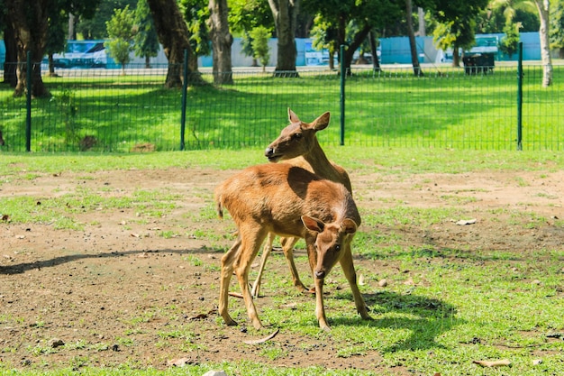 Dwa jelenie są na polu z zieloną trawą