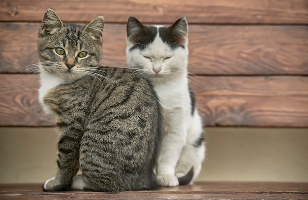 Dwa kociaki siedzące na drewnianej ławce, które z delikatnym nosem spoglądają na punkt wznowienia.