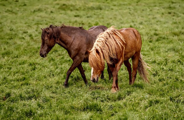 Dwa konie islandzkie