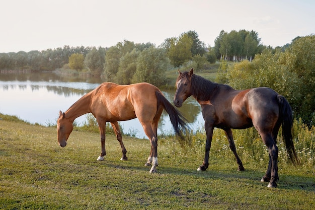 Dwa Konie Pasą Się Na łące Jedząc Trawę Nad Jeziorem