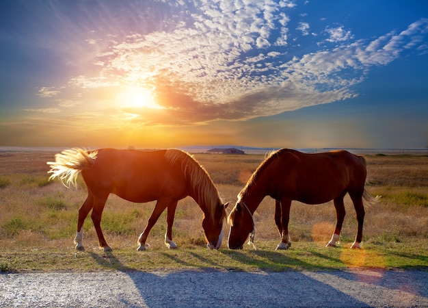 Dwa konie pasące się na łące o zachodzie słońca