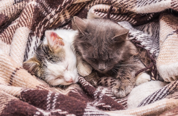 Dwa koty przykryte kocem śpiące w łóżku