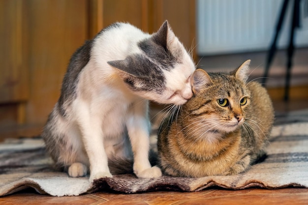 Dwa koty siedzą w pokoju na podłodze i jeden kot myje drugiego kota