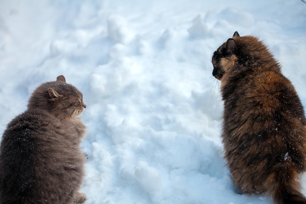 Dwa koty syberyjskie spacerujące po śniegu