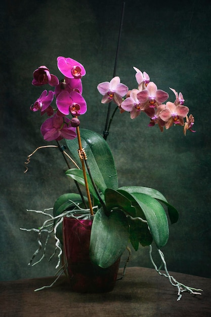 Dwa krzaki orchidei phalaenopsis w doniczkach na ciemnym tle