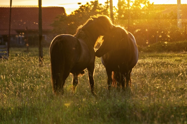 Zdjęcie dwa kucyki bawiące się na polu w pobliżu farmy. rozbłyski słońca.