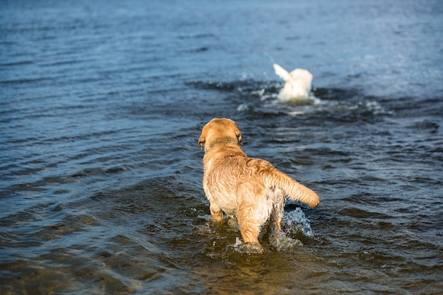 Dwa labradory na plaży. Dwa szczęśliwe psy bawią się na brzegu rzeki