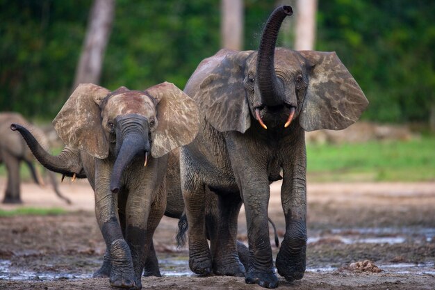 Dwa leśne słonie piją wodę ze źródła