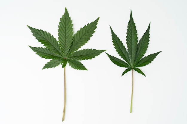 Dwa liście konopi na białym tle Rosnąca marihuana medyczna Różne Sativa