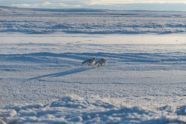 Dwa lisy polarne Vulpes Lagopus w dzikiej tundrze Bawiący się lis polarny