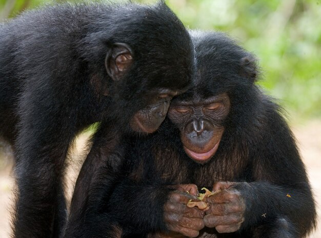 Dwa Małe Bonobo Siedzą Na Trawie. Demokratyczna Republika Konga. Park Narodowy Lola Ya Bonobo.