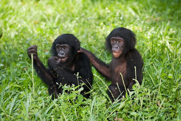 Zdjęcie dwa małe bonobo siedzą na trawie. demokratyczna republika konga. park narodowy lola ya bonobo.