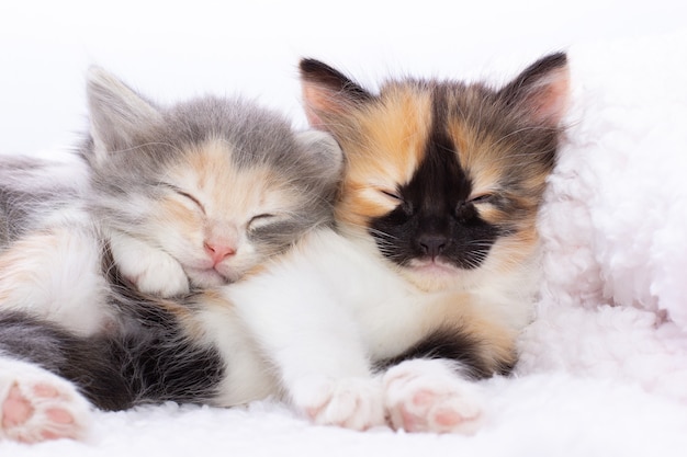 Dwa małe domowe kocięta w paski śpiące w domu leżące na łóżku biały koc. Koncepcja kotów słodkie urocze zwierzęta domowe.