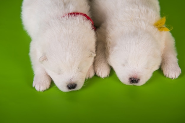 Zdjęcie dwa małe jednomiesięczne śliczne białe psy samoyed na zielonym tle