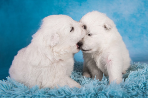 Dwa małe jednomiesięczne śliczne białe szczenięta samoyeda na niebieskim tle