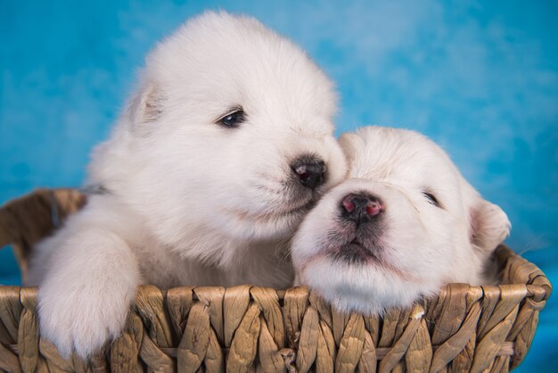 Dwa małe jednomiesięczne śliczne białe szczenięta samoyeda