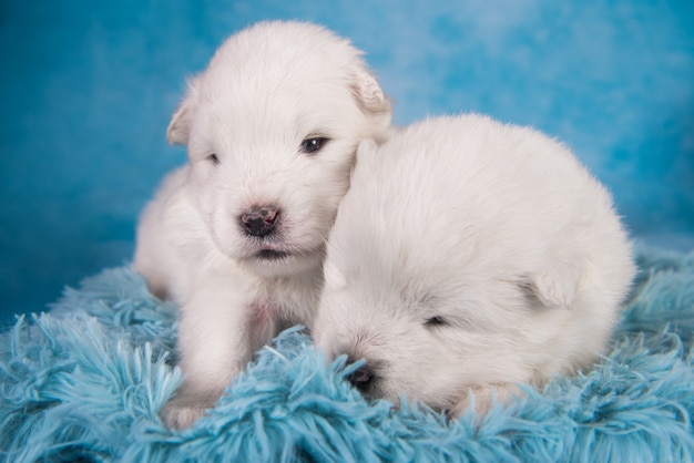 Dwa małe jednomiesięczne śliczne białe szczenięta samoyeda