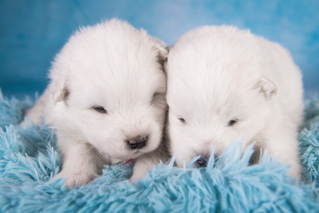 Dwa małe jednomiesięczne śliczne białe szczenięta samoyeda