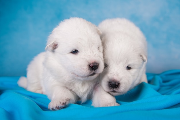 Dwa małe jednomiesięczne śliczne białe szczenięta samoyeda