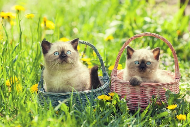 Dwa Małe Kociaki W Koszach Na Trawie