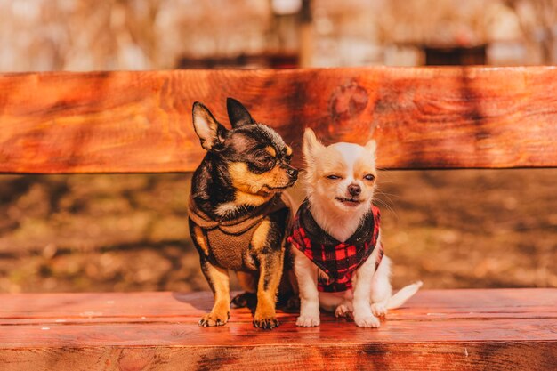 Dwa Małe Psy Chihuahua Na ławce. śliczne Zwierzęta Domowe Na Zewnątrz. Dwa Psy Chihuahua Na ławce W Ubraniach.