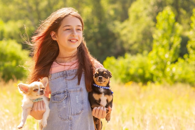 Dwa małe psy chihuahua w ramionach dziewczynki. Biały i czarny pies. Zwierzęta, zwierzęta domowe.