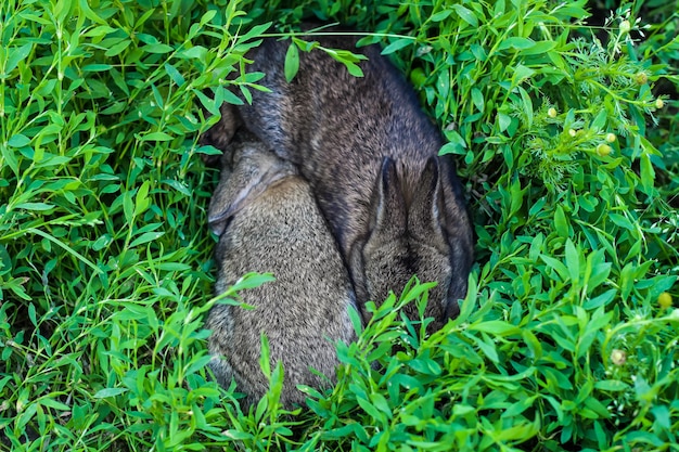 Dwa Małe Puszyste Bunny W Zielonej Trawie. Młode Króliki Na łące